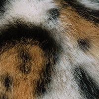 Color swatch for Off White Tiger